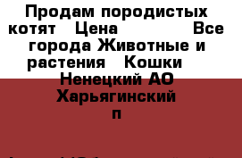 Продам породистых котят › Цена ­ 15 000 - Все города Животные и растения » Кошки   . Ненецкий АО,Харьягинский п.